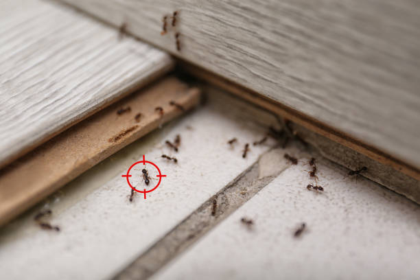 Professional Pest Control in Haysville, KS