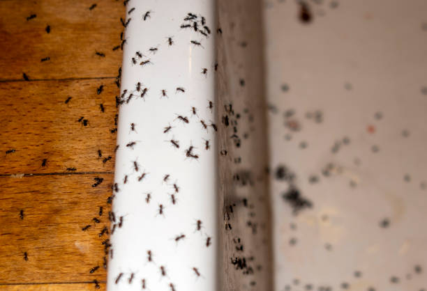 Best Commercial Pest Control Services  in Haysville, KS