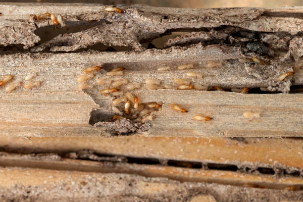 Best Cockroach Control Services  in Haysville, KS